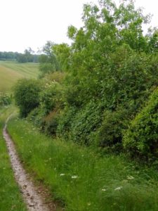 Hiking Trails