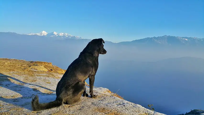 hiking with a dog