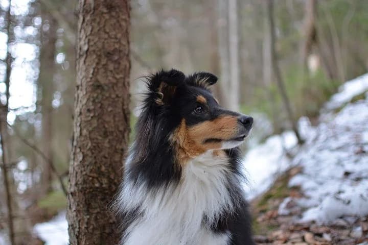 hiking with a dog