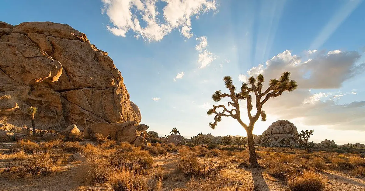 9 Best Joshua Tree Hikes You Want To Explore HikingInk