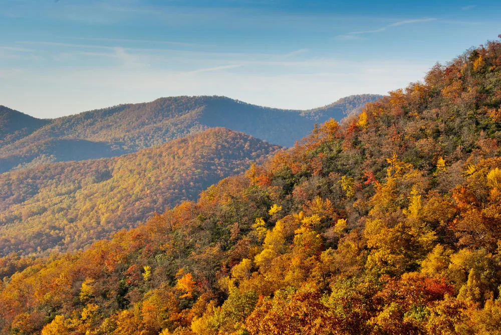 Rolling mountains covered in dense autumn foliage in shades of yellow, orange, and red under a clear blue sky—perfect scenery for exploring the best hikes in Blue Ridge, GA.